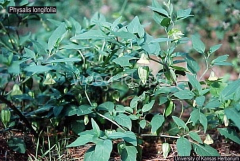 groundcherry, longleaf